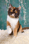 sitting British Shorthair