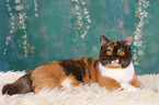 lying British Shorthair