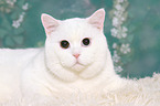 lying British Shorthair