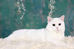lying British Shorthair