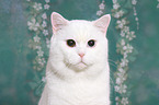 British Shorthair Portrait