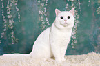 sitting British Shorthair