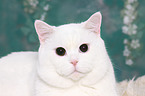 British Shorthair Portrait