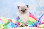 British Shorthair Kitten
