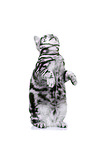 young British Shorthair