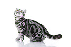 young British Shorthair