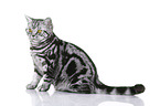young British Shorthair