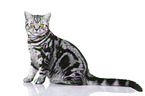 young British Shorthair