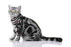 young British Shorthair