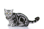 young British Shorthair