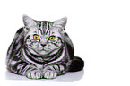 young British Shorthair
