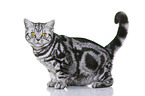 young British Shorthair