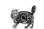 young British Shorthair