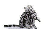 young British Shorthair