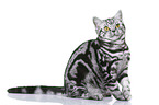 young British Shorthair