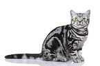 young British Shorthair