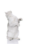 begging British Shorthair