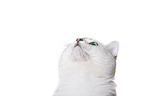British Shorthair Portrait