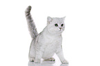 sitting British Shorthair