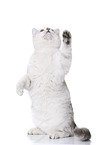 begging British Shorthair
