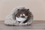 British Shorthair Kitten