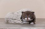 British Shorthair Kitten