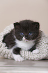 British Shorthair Kitten