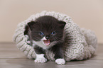 British Shorthair Kitten