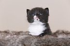 British Shorthair Kitten
