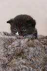 British Shorthair Kitten