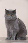 sitting British Shorthair