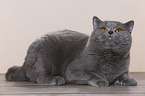 lying British Shorthair