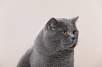 British Shorthair Portrait