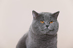 British Shorthair Portrait