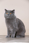 sitting British Shorthair