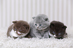 3 British Shorthair Kitten