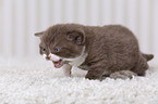 British Shorthair Kitten