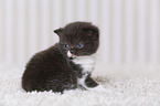 British Shorthair Kitten