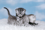 British Shorthair Kitten