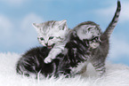 British Shorthair Kitten