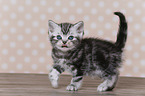 British Shorthair Kitten