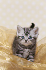 British Shorthair Kitten