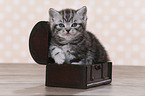 British Shorthair Kitten