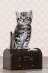 British Shorthair Kitten