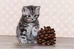 British Shorthair Kitten