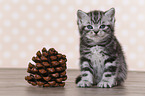 British Shorthair Kitten