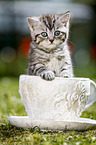 British Shorthair Kitten
