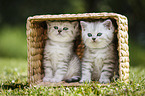 2 Kitten