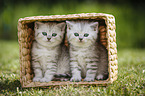 2 Kitten