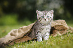 British Shorthair Kitten